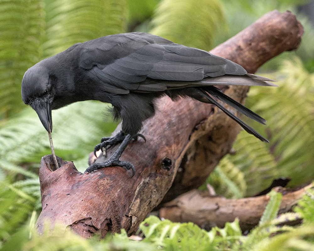 Alala, a species of Hawaiian crows, uses a twig as a tool to go after food in a hollow log.
